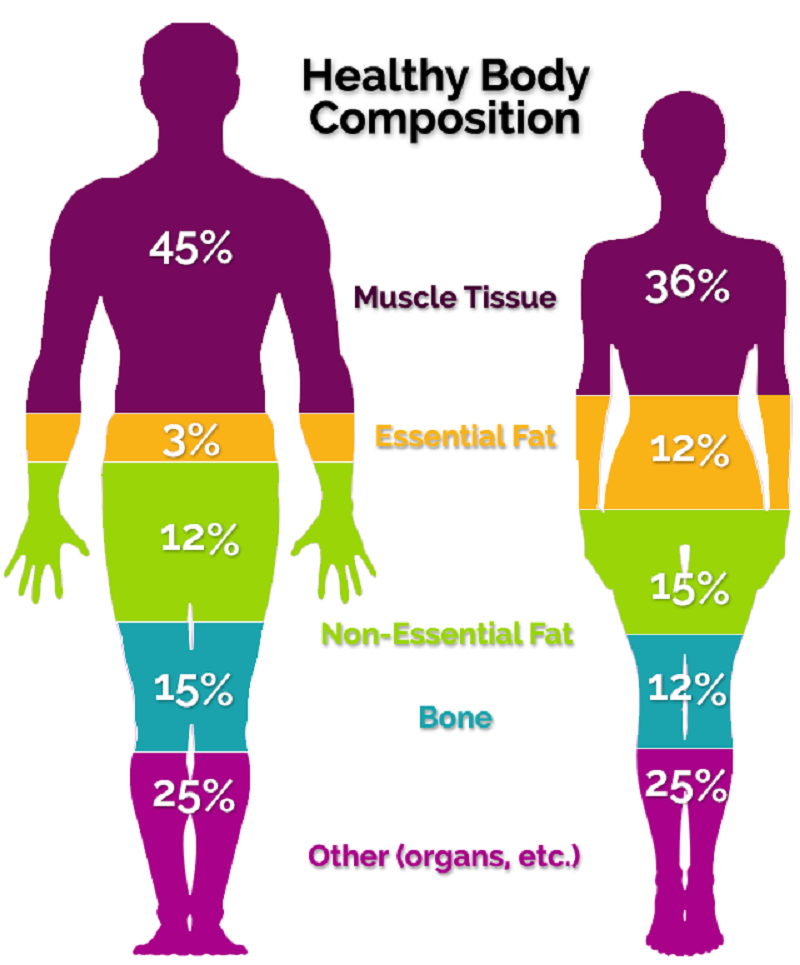 body-composition 