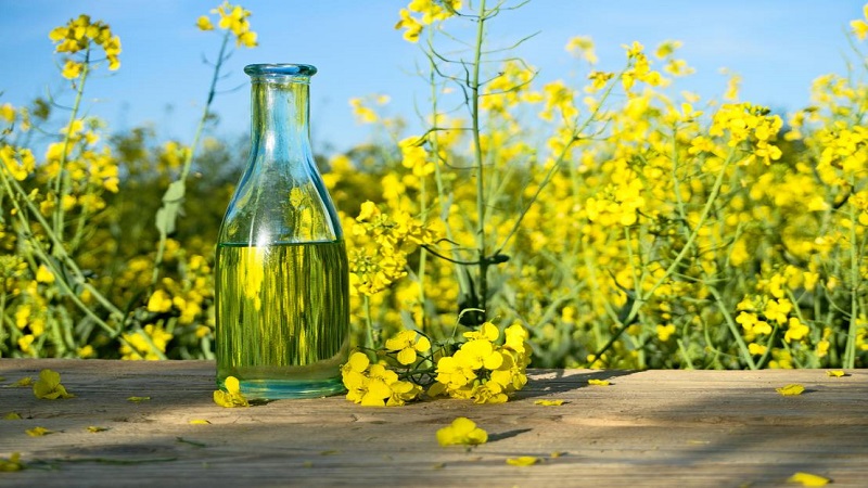 روغن کانولا